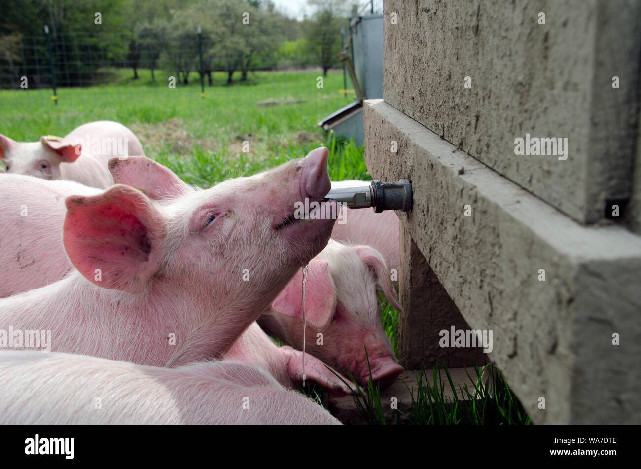 Gerne rosa Ferkel trinken aus Gießen Auslauf im grünen Hof, Weide, Maine, USA Stockfoto