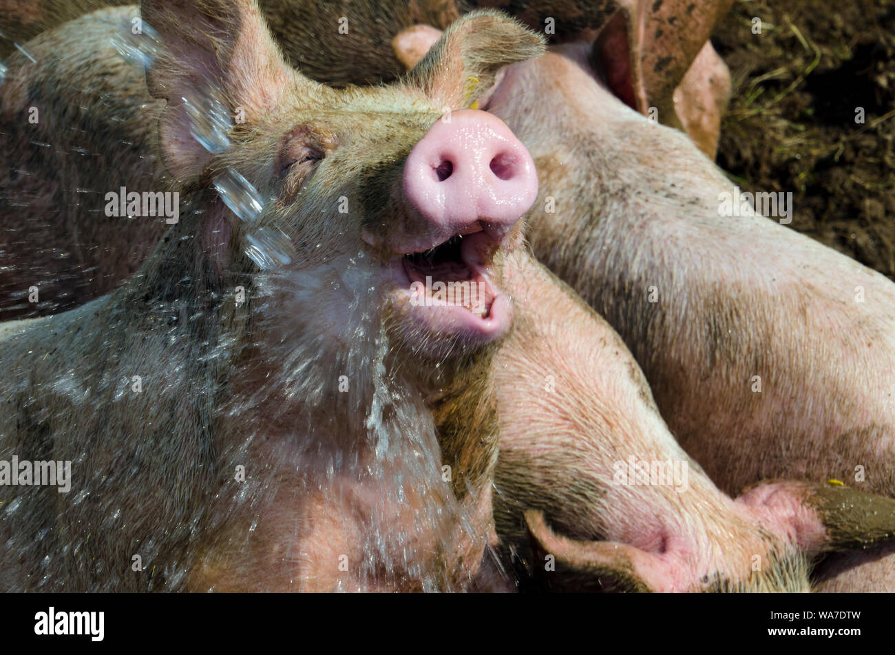 Freudige Schwein spielen in Wasser aus einem Schlauch mit mit offenem Mund und lächelnd, Yarmouth, Maine USA Stockfoto