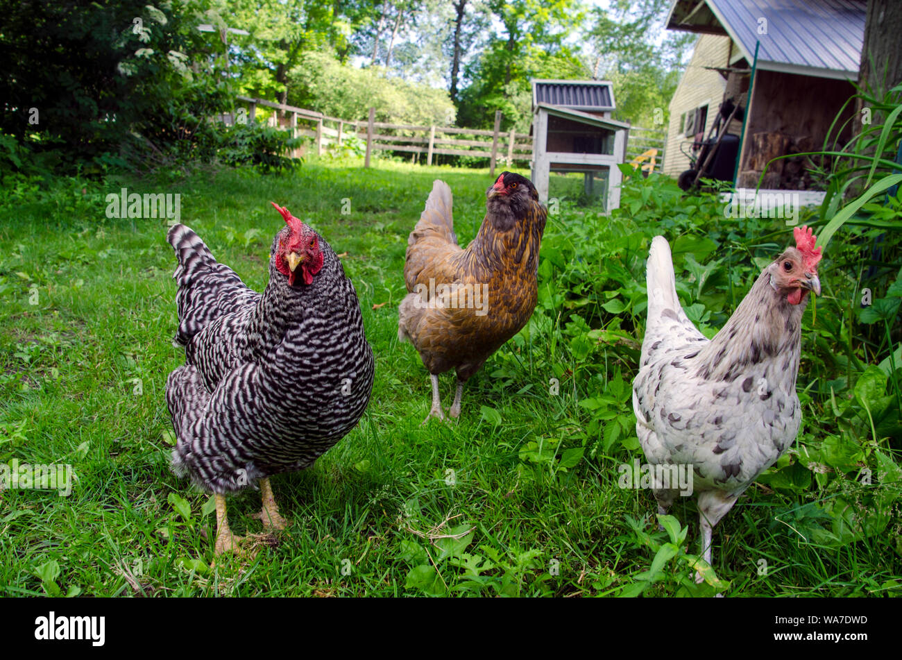 Drei farbenfrohe Hühner, die frech vor der Kamera aussahen, in einem örtlichen Bauernhof, frei im Freien an einem Sommertag, Yarmouth Maine, USA Stockfoto