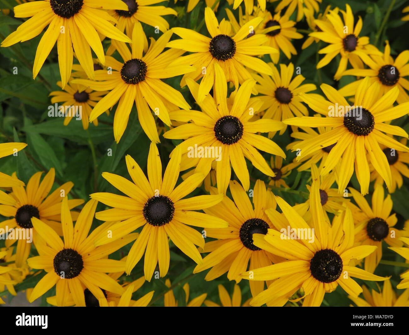 Leuchtend gelbe Stauden in den Grenzen wie Helenium und Rudbeckia hinzufügen hoch Cluster von Daisy - wie Blumen in jedem Sommer Bepflanzung. Stockfoto