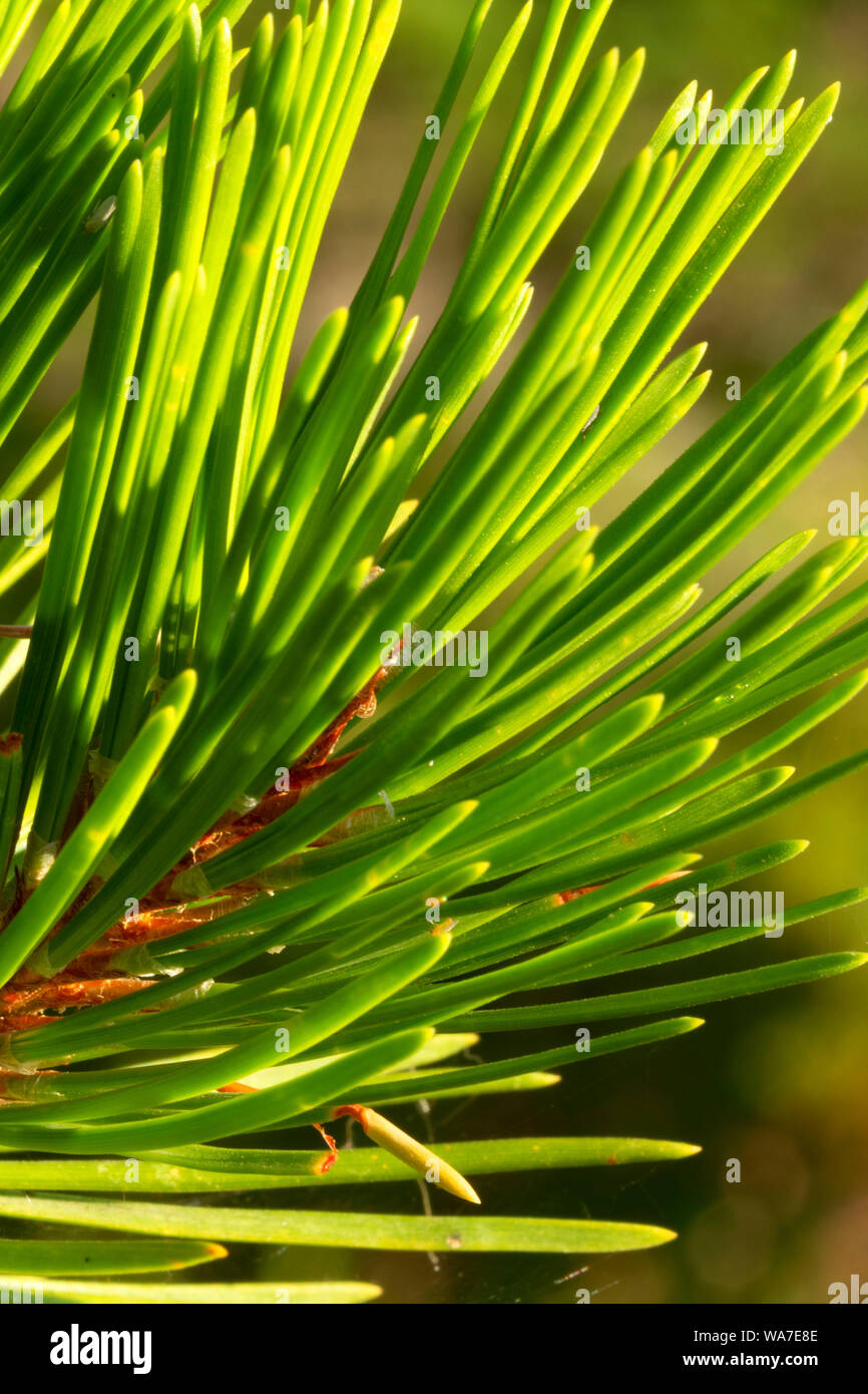 Lodgepole Pine Needles, Ollalie Lake Scenic Area, Mt Hood National Forest, Oregon Stockfoto