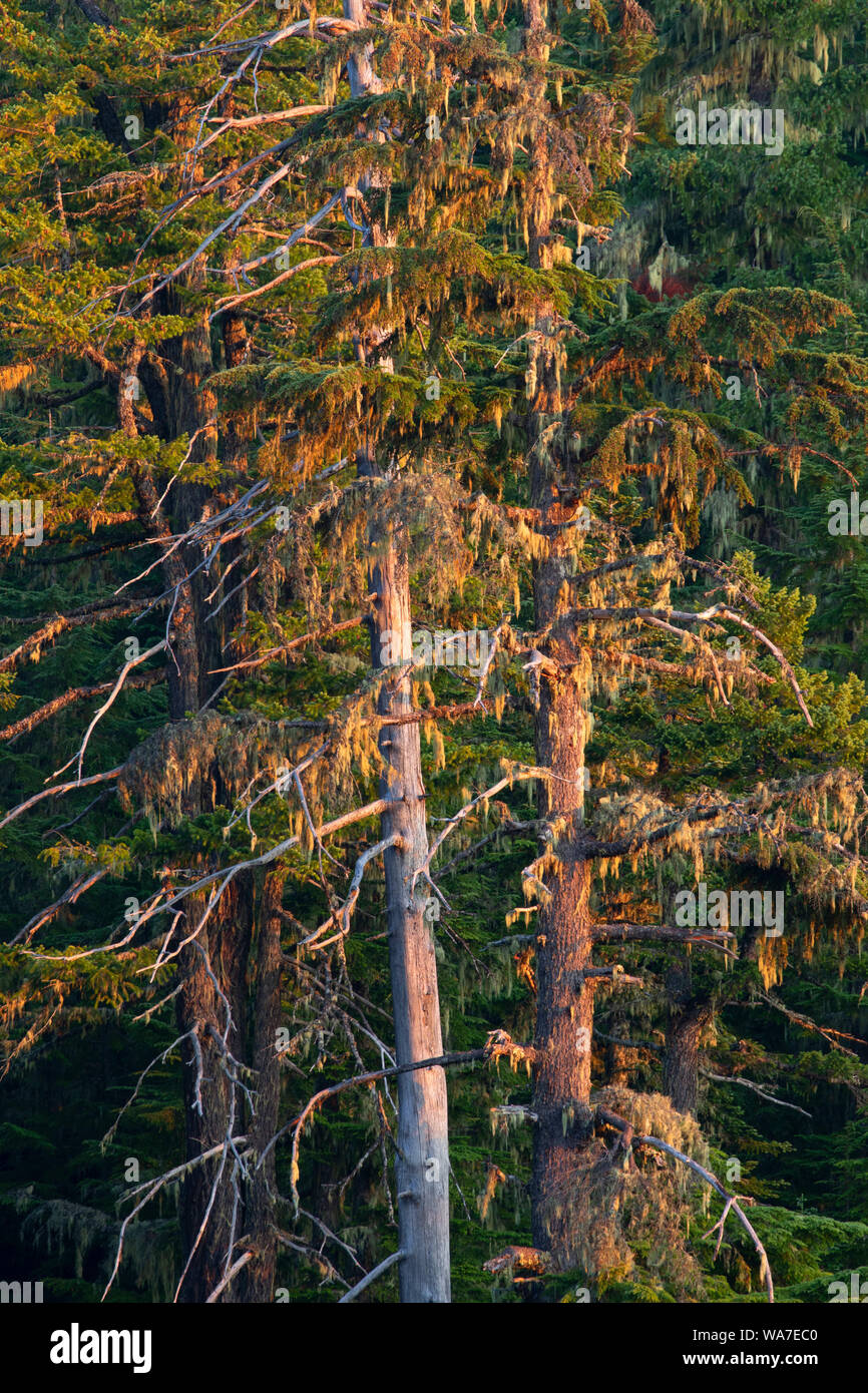 Wald von Elkhorn See, Opal Creek malerischen Erholungsgebiet, Willamette National Forest, Oregon Stockfoto