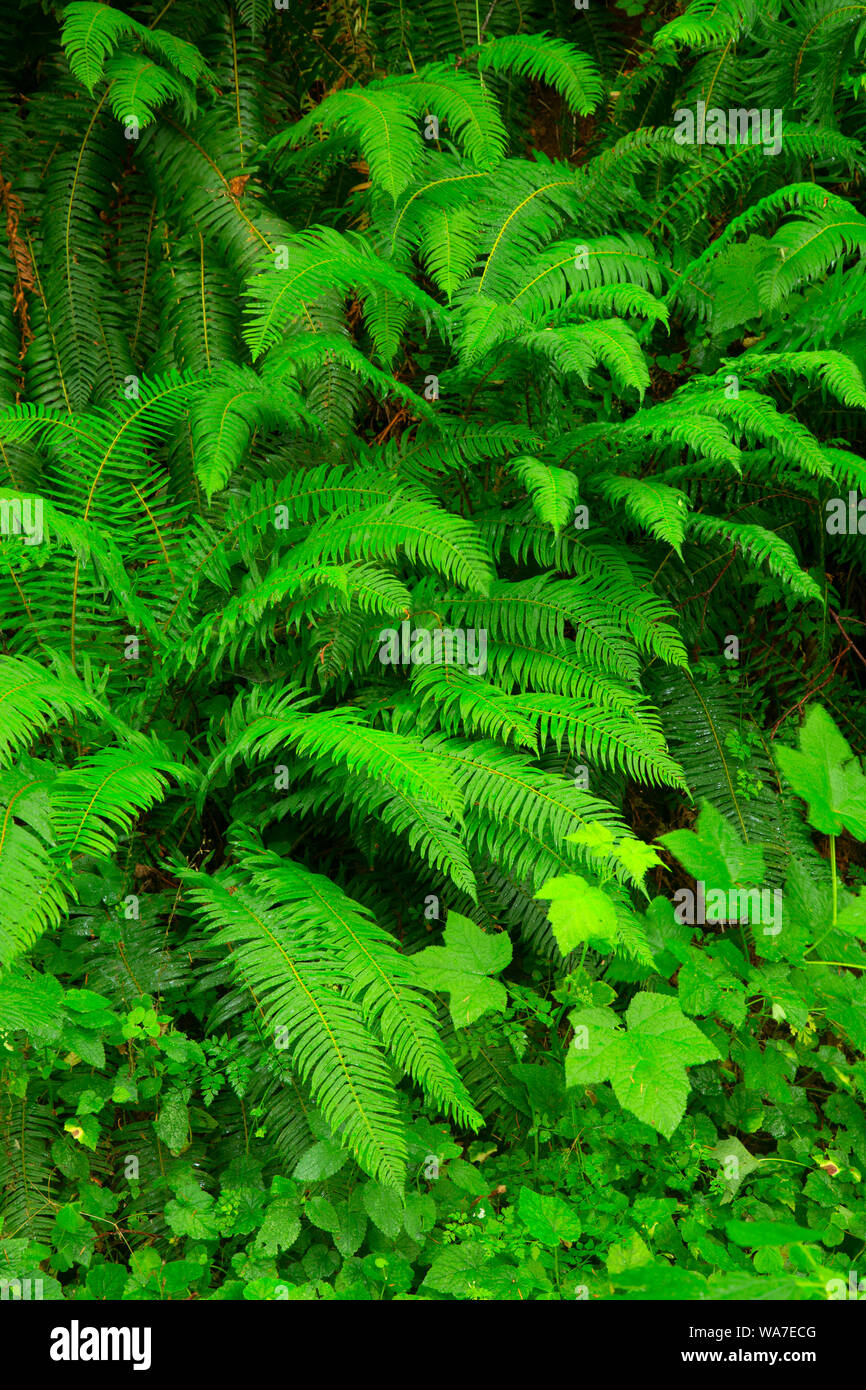 Western Schwert Farn (Polystichum munitum), Nestucca River State Scenic Wasserstraße, Nestucca Back Country Byway, Oregon Stockfoto