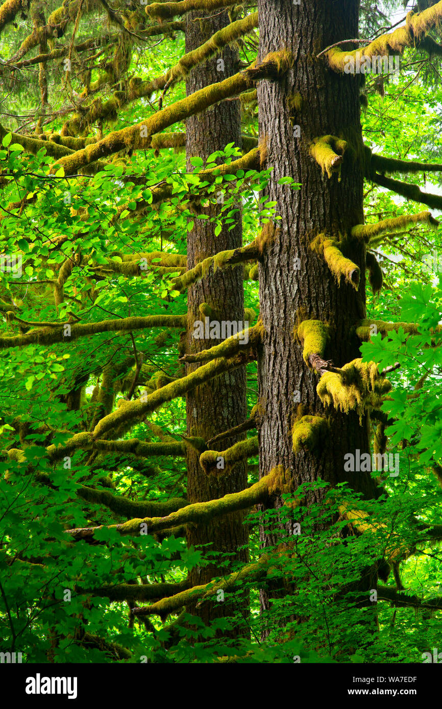 Coast Range Wald, Nestucca River State Scenic Wasserstraße, Nestucca Back Country Byway, Oregon Stockfoto