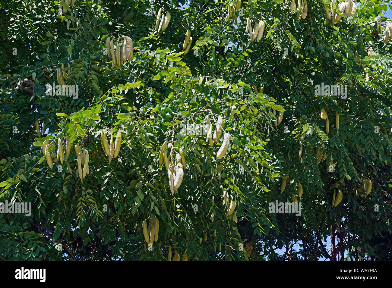 Kentucky coffeetree (Gymnocladus dioicus). Stockfoto