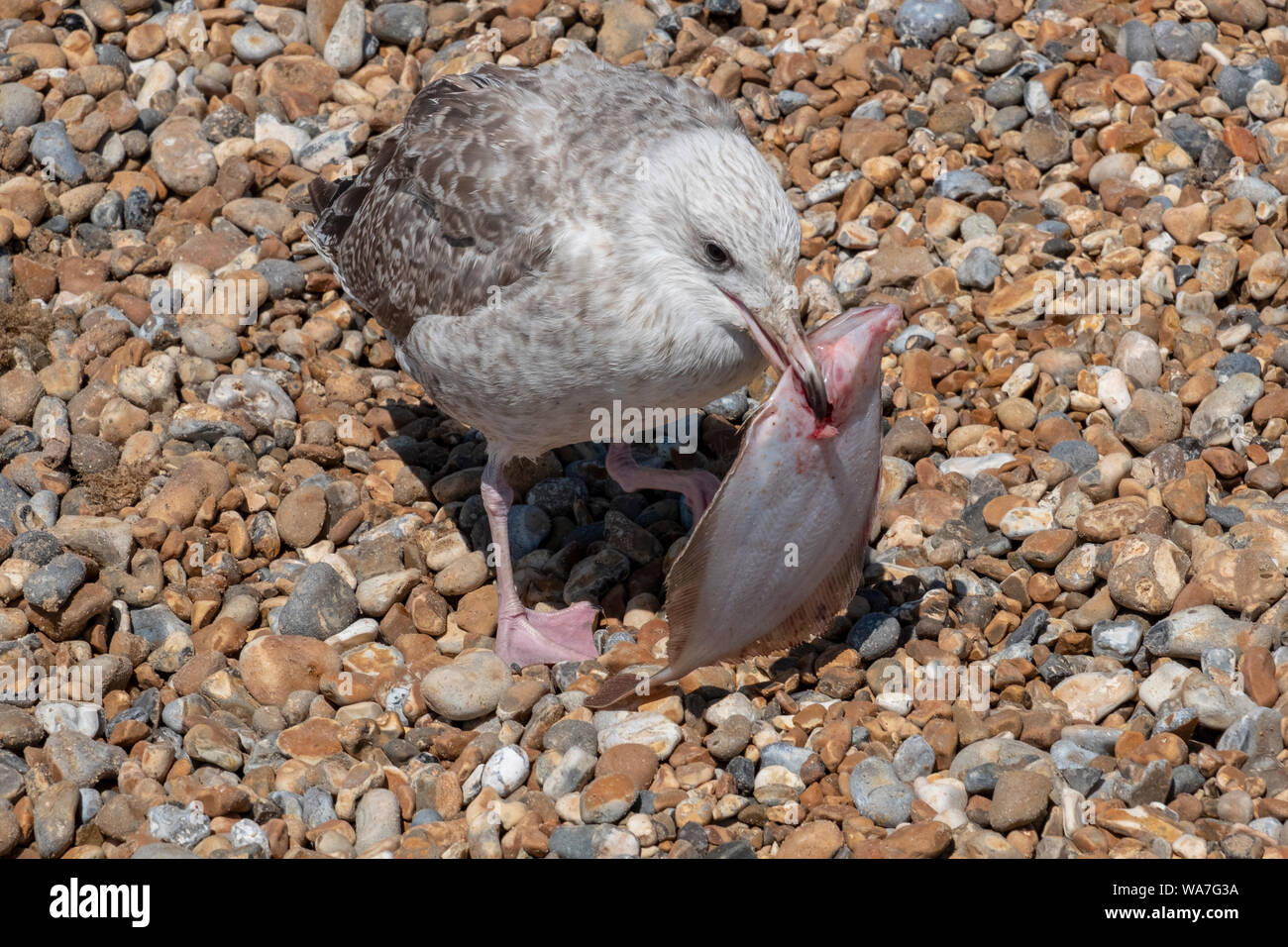 Jungtiere Heringsmöwe mit Flachfisch, Hastings, East Sussex, UK Stockfoto