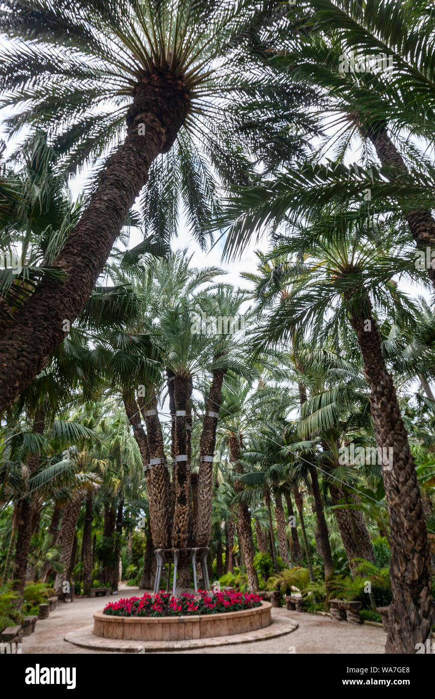 Die 'Imperial Palm' (Palmera Imperial), Huerto del Cura, Hort del Cura., Palmeral Elche, Elche, Alicante, Spanien Stockfoto