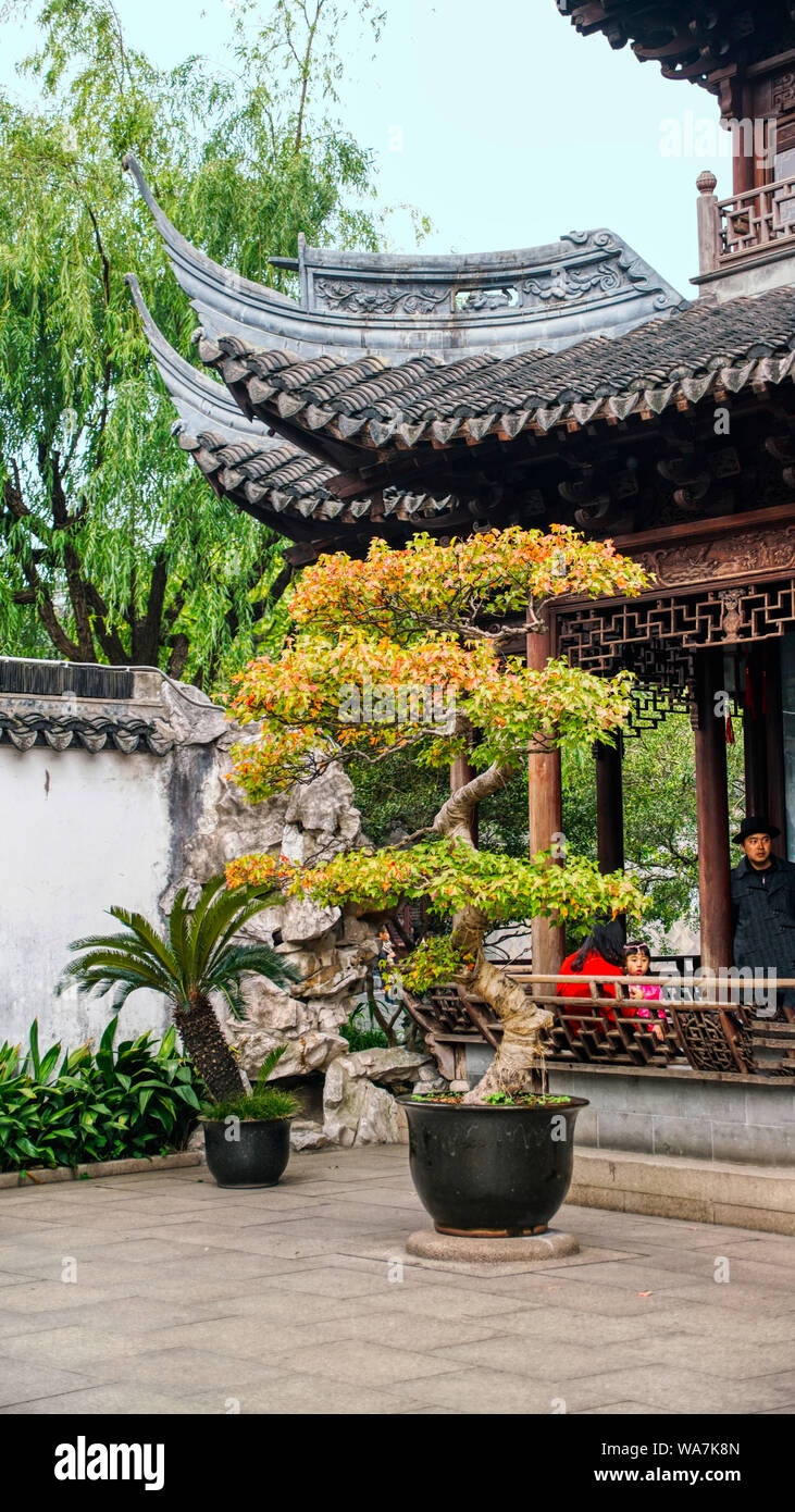 Formgehölze Baum in einem Innenhof an Yuyuan Garten. Shanghai, China Stockfoto