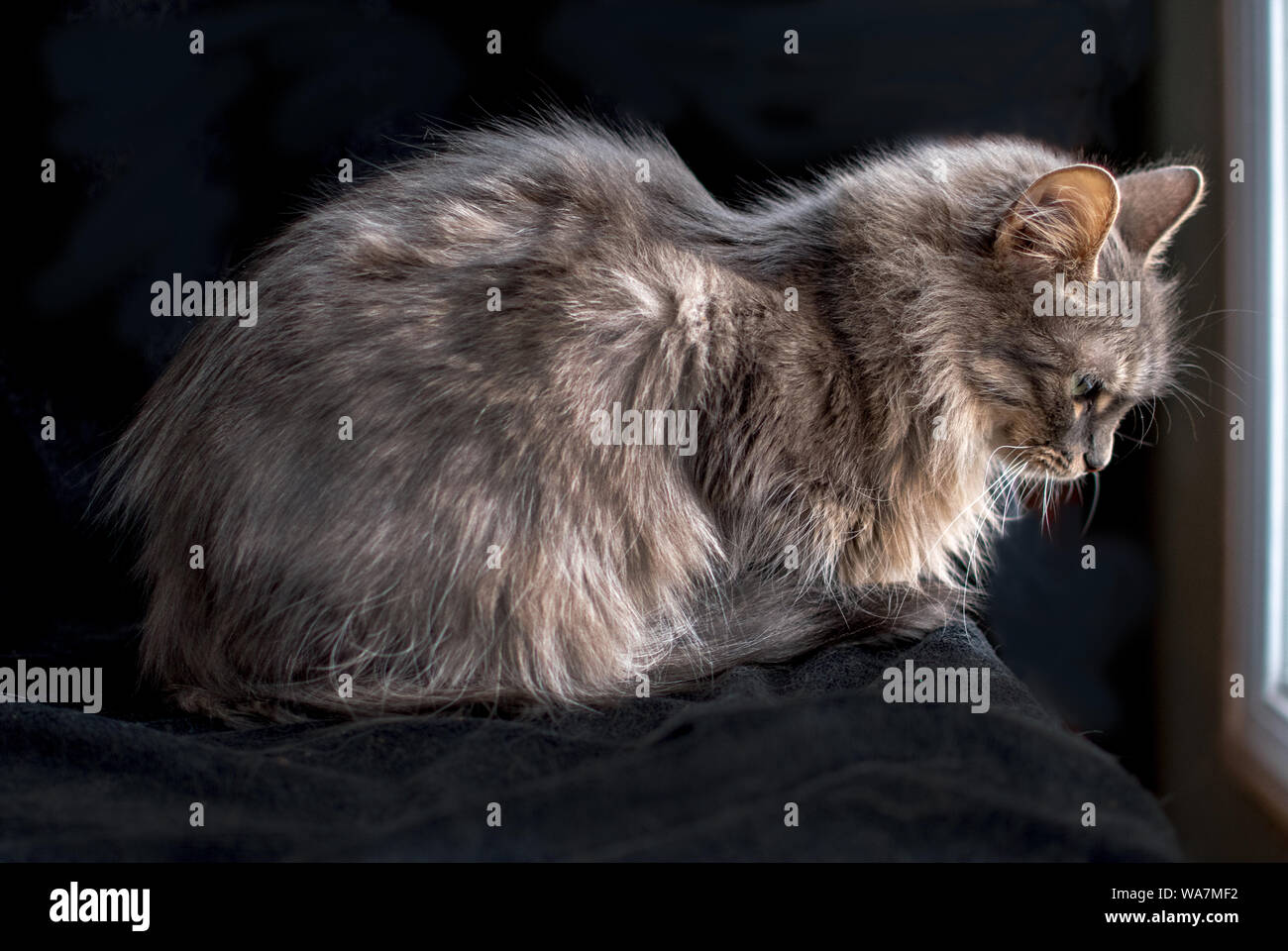 Eine kleine graue gestreifte Katze schläft in warmen Fenster Licht Stockfoto