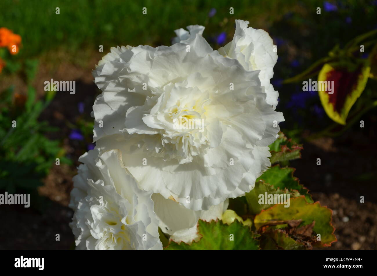 Sommer in Nova Scotia: Nahaufnahme von weiße Pfingstrose Blüte in der Blüte Stockfoto