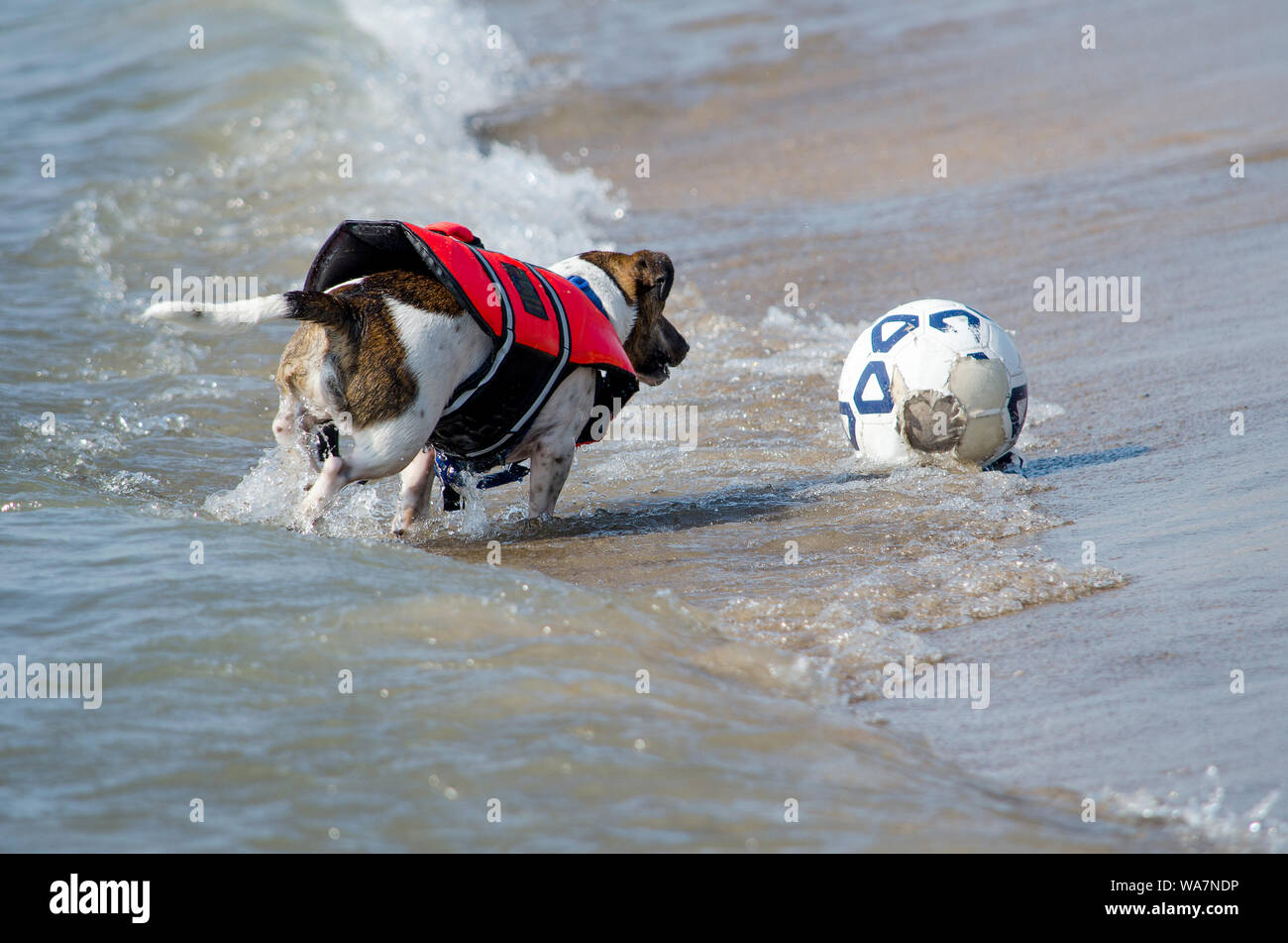 Aktiver Hund in einer Warnweste, jagt nach einem Fußball am Strand Stockfoto