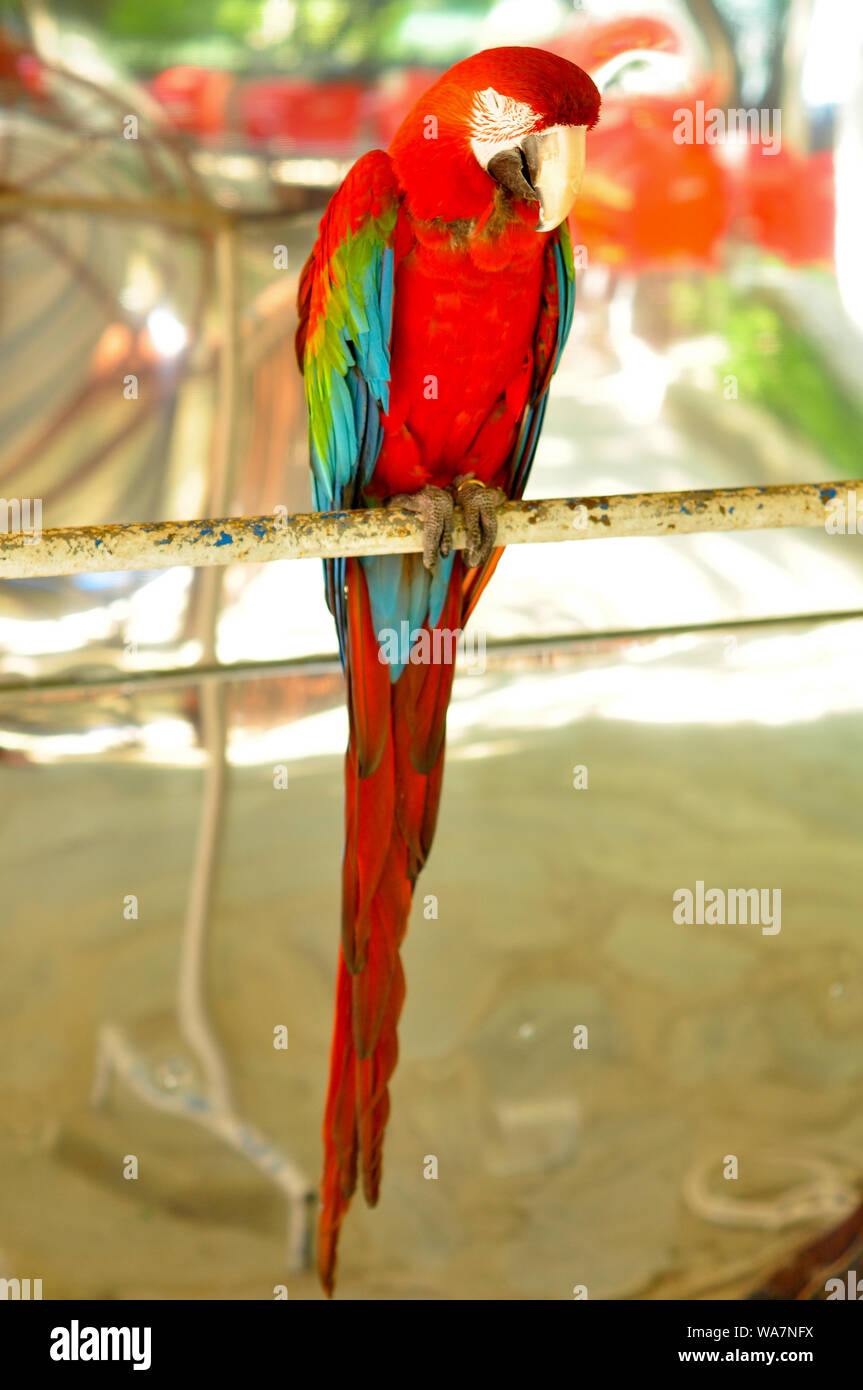 Starke auf Schilder am Eingang des Waldes Red Parrot Stockfoto
