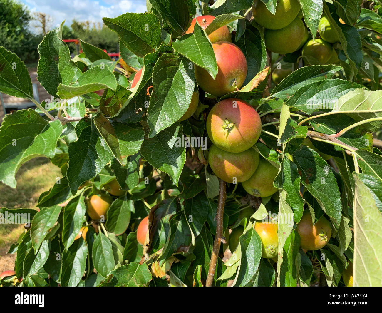Äpfel wachsen auf dem Baum Stockfoto