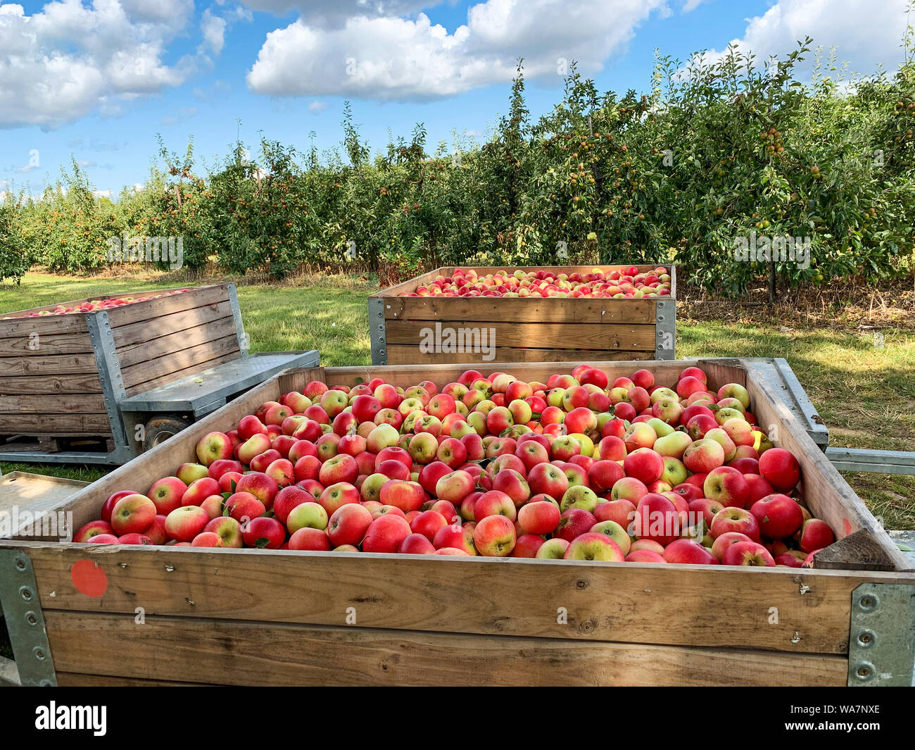 Trailor Kisten voller frisch gepflückte Äpfel Stockfoto