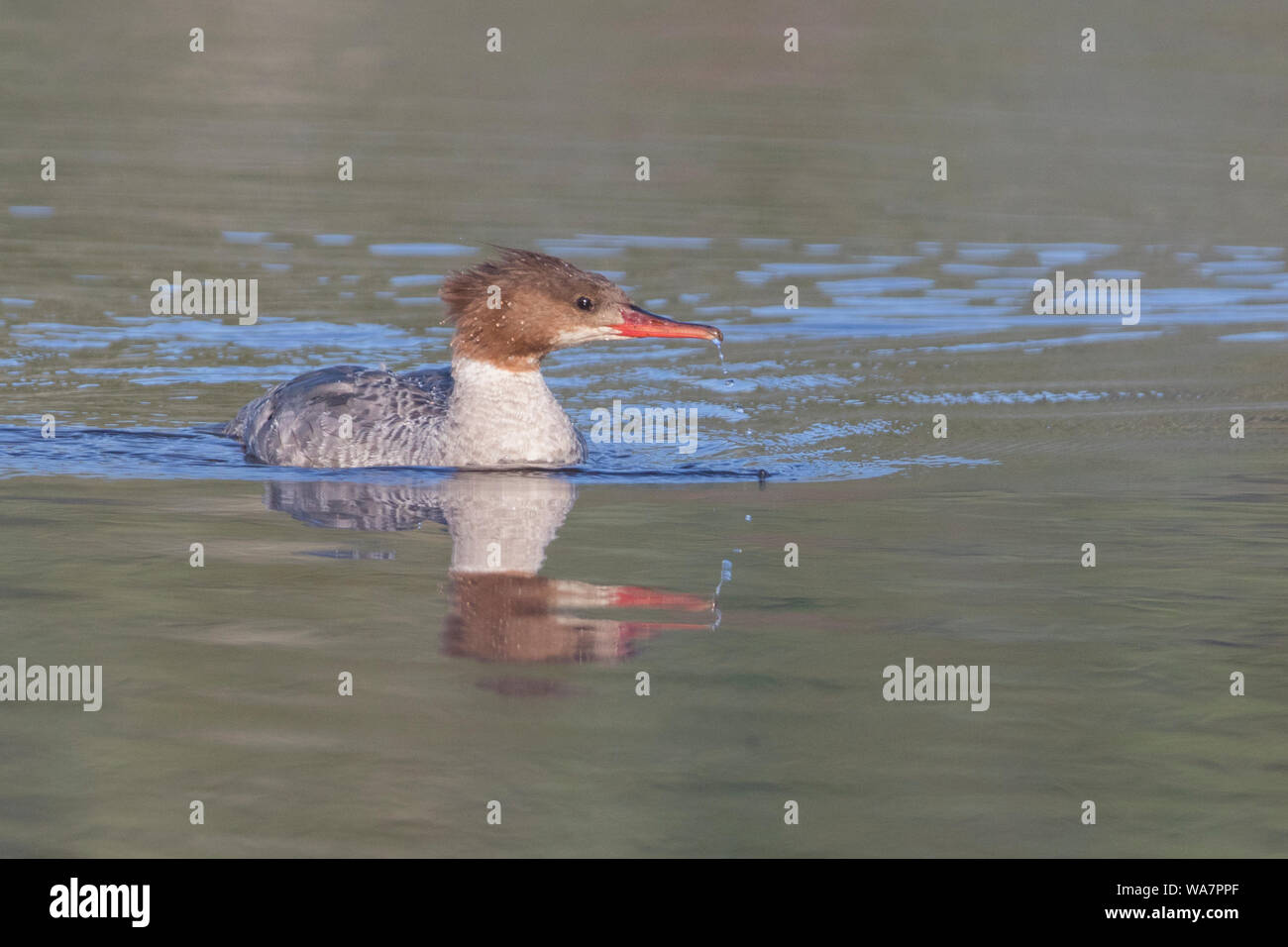 Weibliche gemeinsame Merganser (Nordamerika) oder gänsesäger (Mergus Merganser Eurasische) () Stockfoto