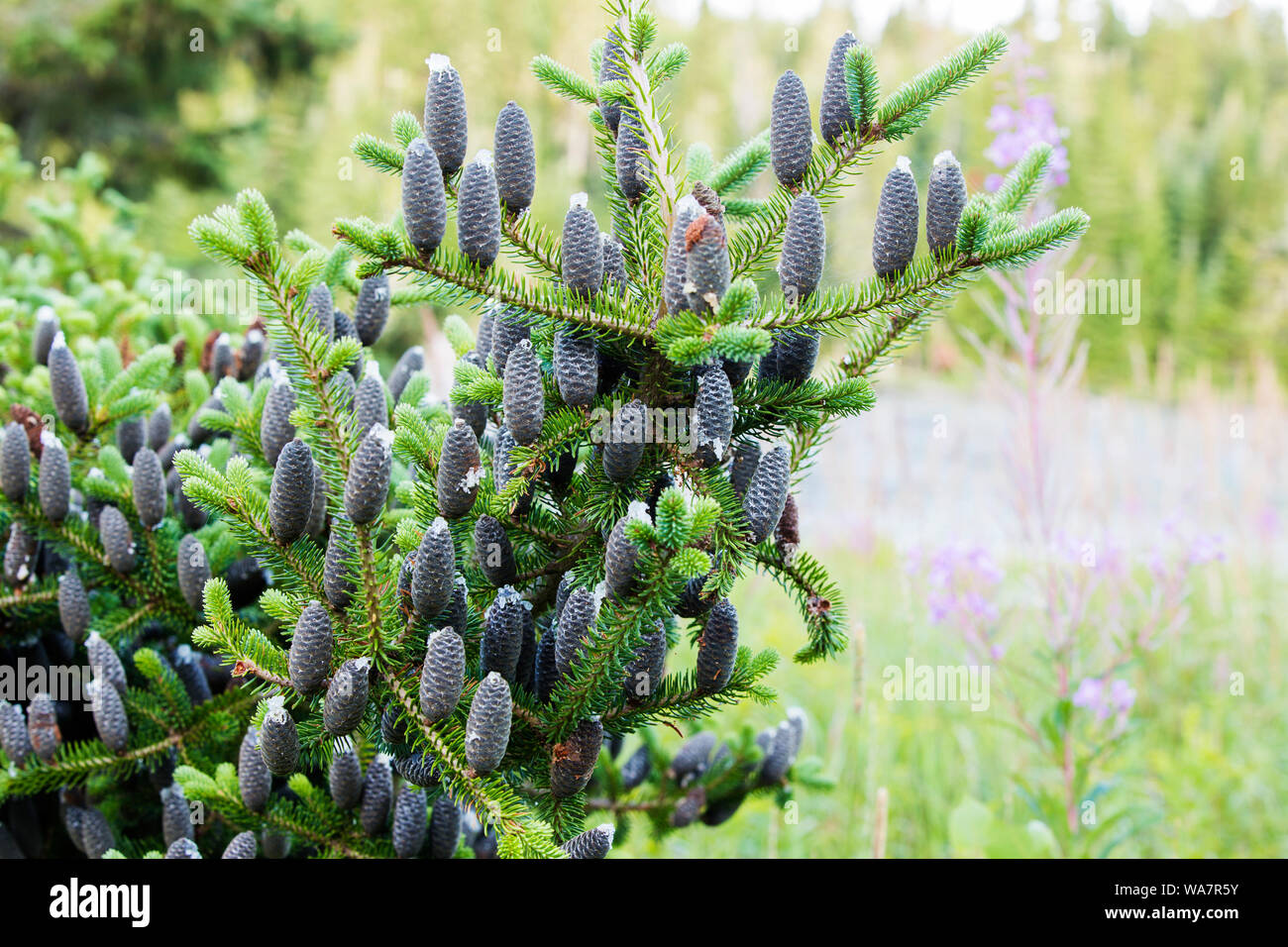 Abies balsamea oder Balsam fir Detail Stockfoto