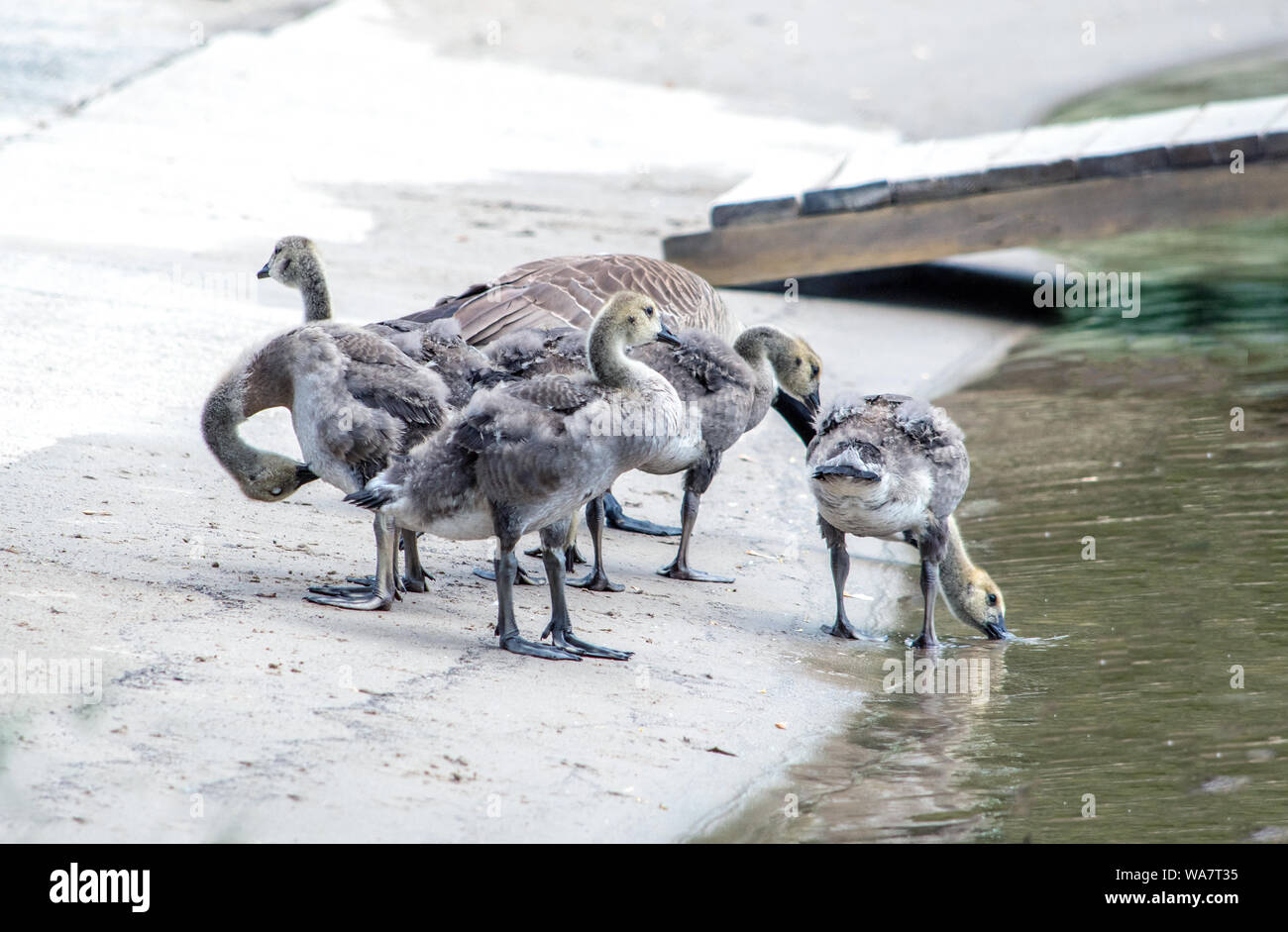 Baby Gänse am Ufer eines kleinen Sees in Michgian USA erkunden Stockfoto