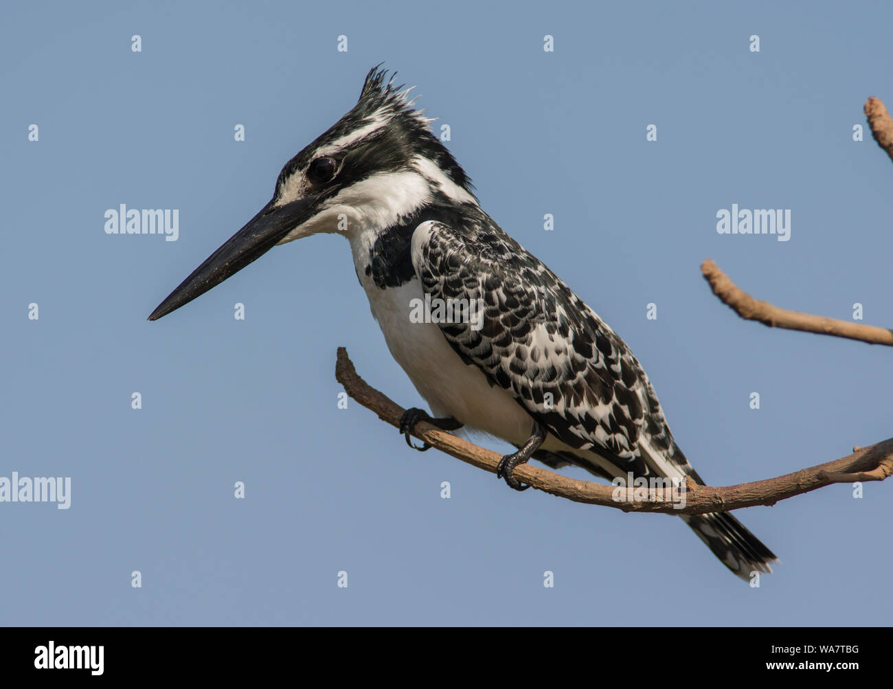 Pied Kingfisher Ceryle rudis bis in Gambia Afrika gehockt Stockfoto