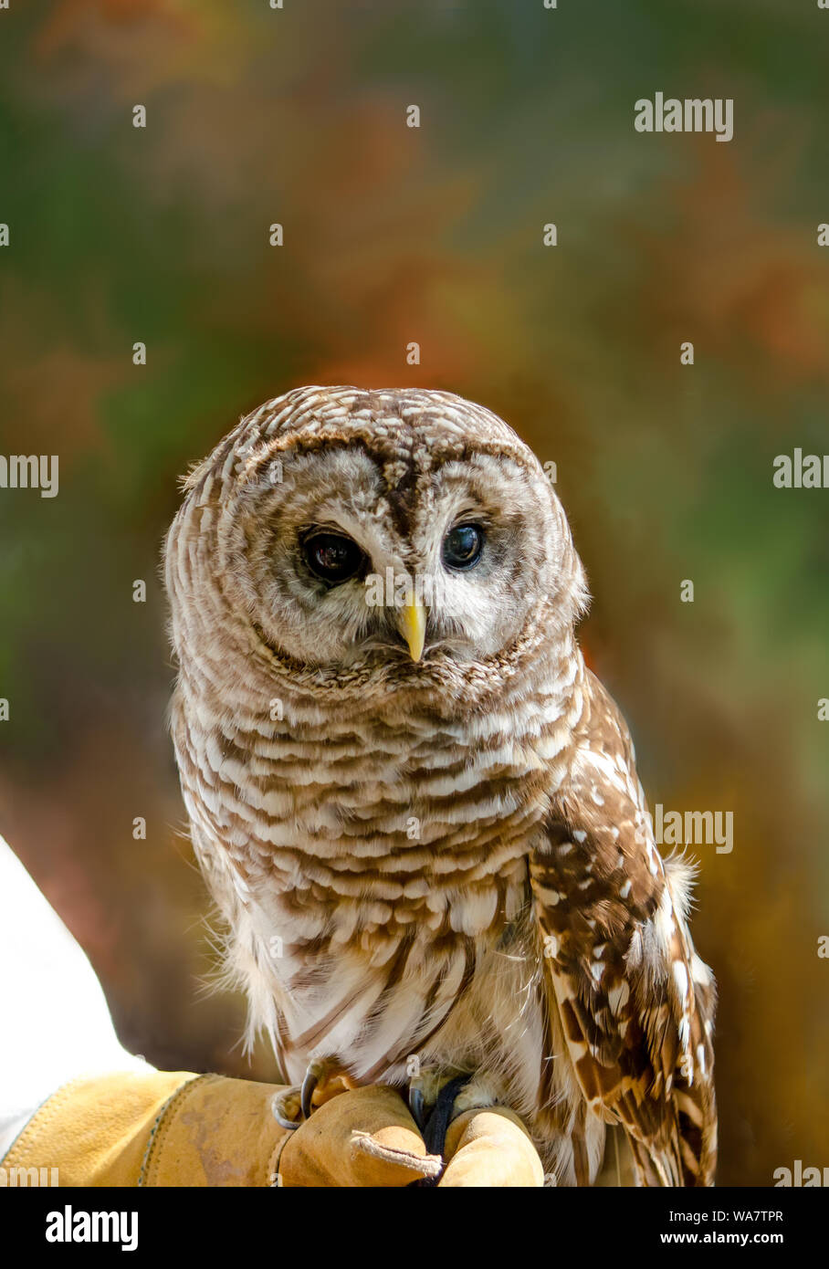 Eine gesperrte Eule ruht auf einem Handler behandschuhte Hand an einen Vogel zeigen. Scharfe Krallen machen das Leder Handschuhe ein Muss! Stockfoto