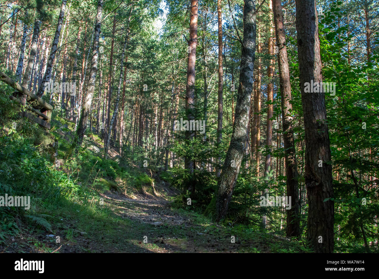 Naturpark Nordwald - ein Naturpark im Waldviertel (Österreich) an einem sonnigen Sommertag Stockfoto
