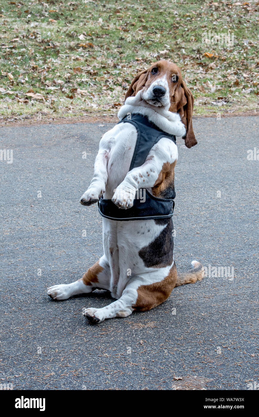 Basset Hound wirft mit seinen Pfoten, eine schwierige für diese kurze Pose dreibeiniger Hund Stockfoto