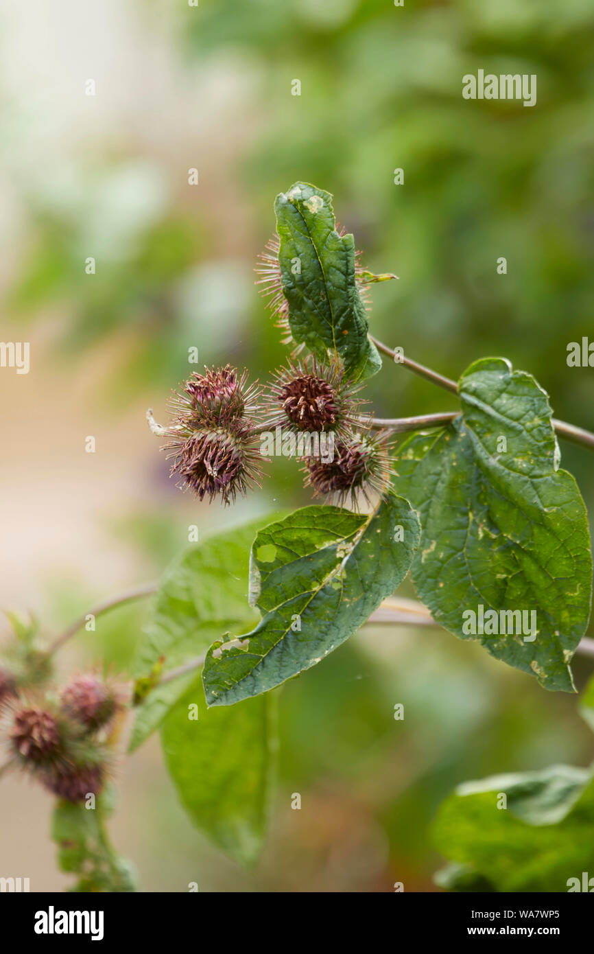 Klette Pflanzen Natur Nahaufnahme Stockfoto