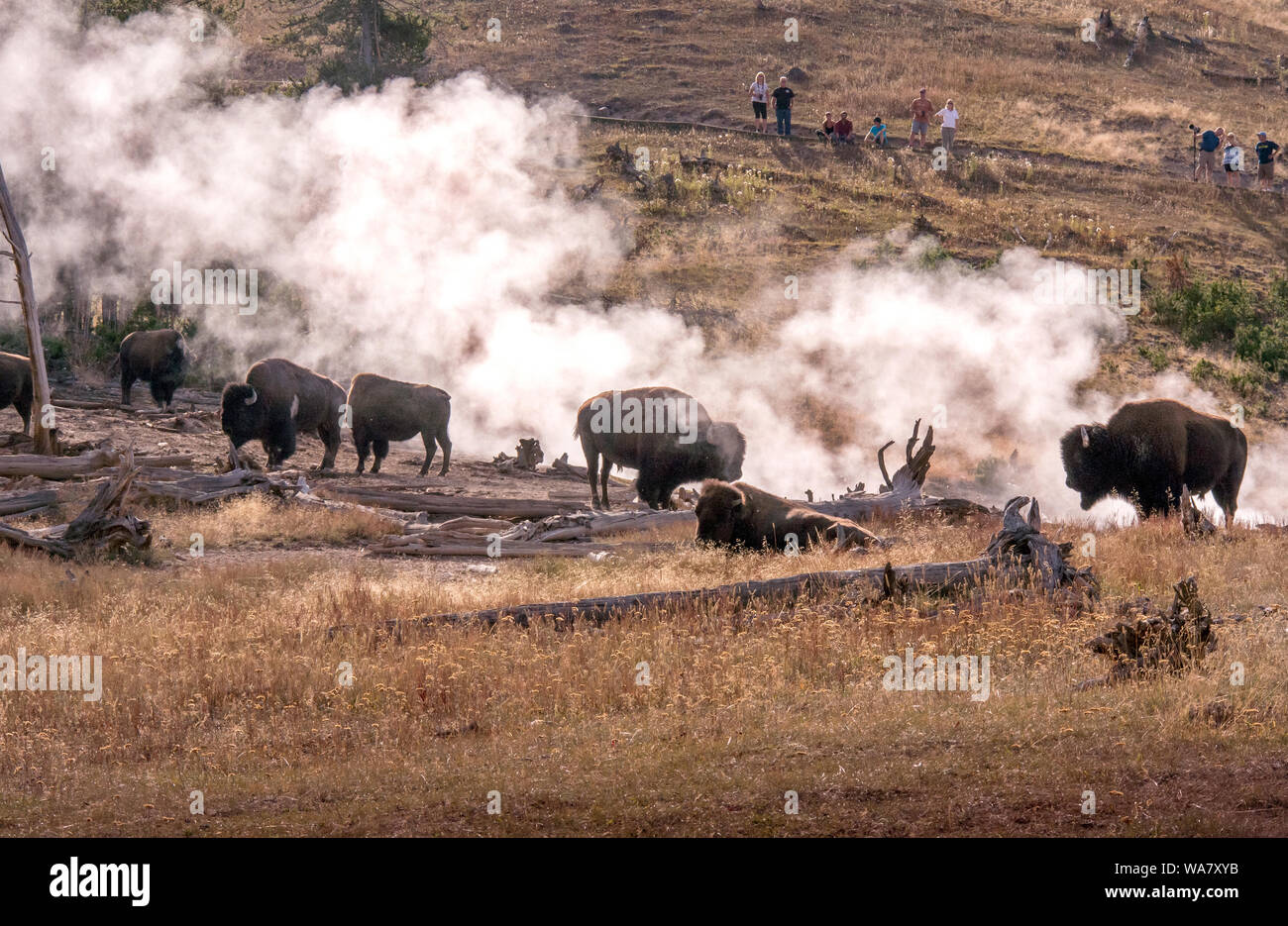 Büffelherde und Touristen mit Kameras in Yellowstone Stockfoto