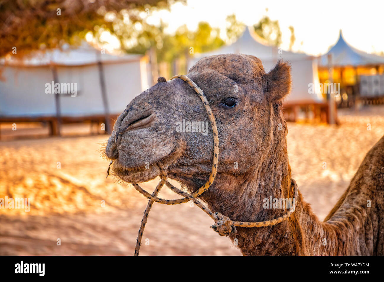 Portrait von Kamel in der Sahara in Marokko. Die Tiere liegen auf Sanddünen und typisch afrikanischen Sattel auf dem Rücken. Stockfoto