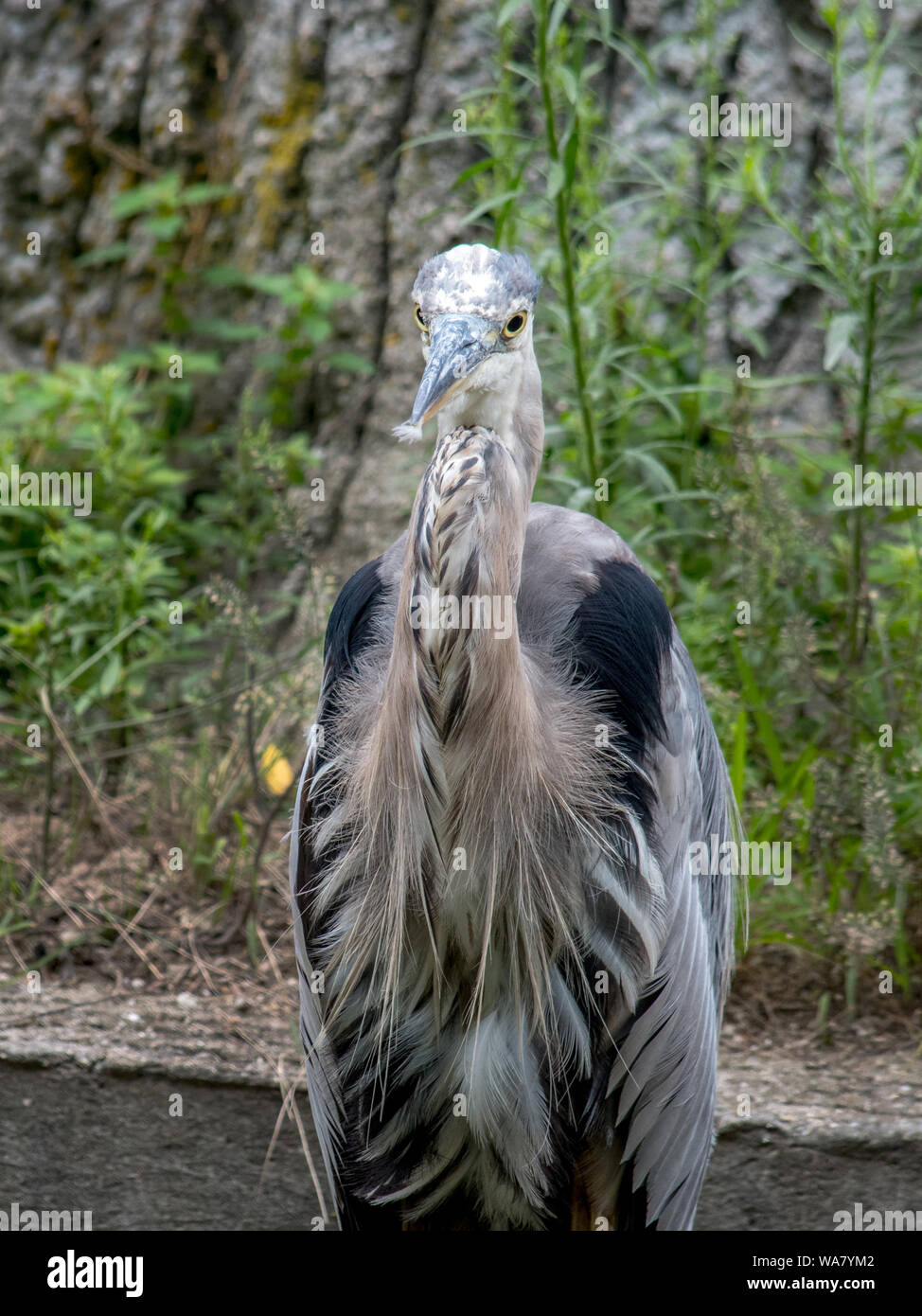 Schöne Nahaufnahme eines Blue heron Vogel Stockfoto