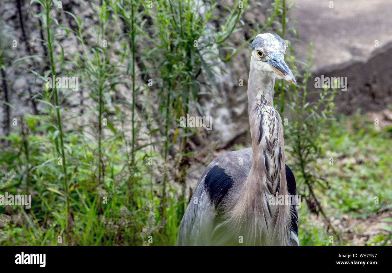 Blue heron Profil mit Raum für Kopie Stockfoto