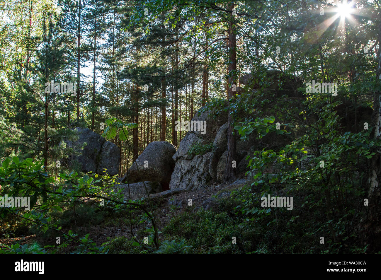 Naturpark Nordwald - ein Naturpark im Waldviertel (Österreich) an einem sonnigen Sommertag Stockfoto