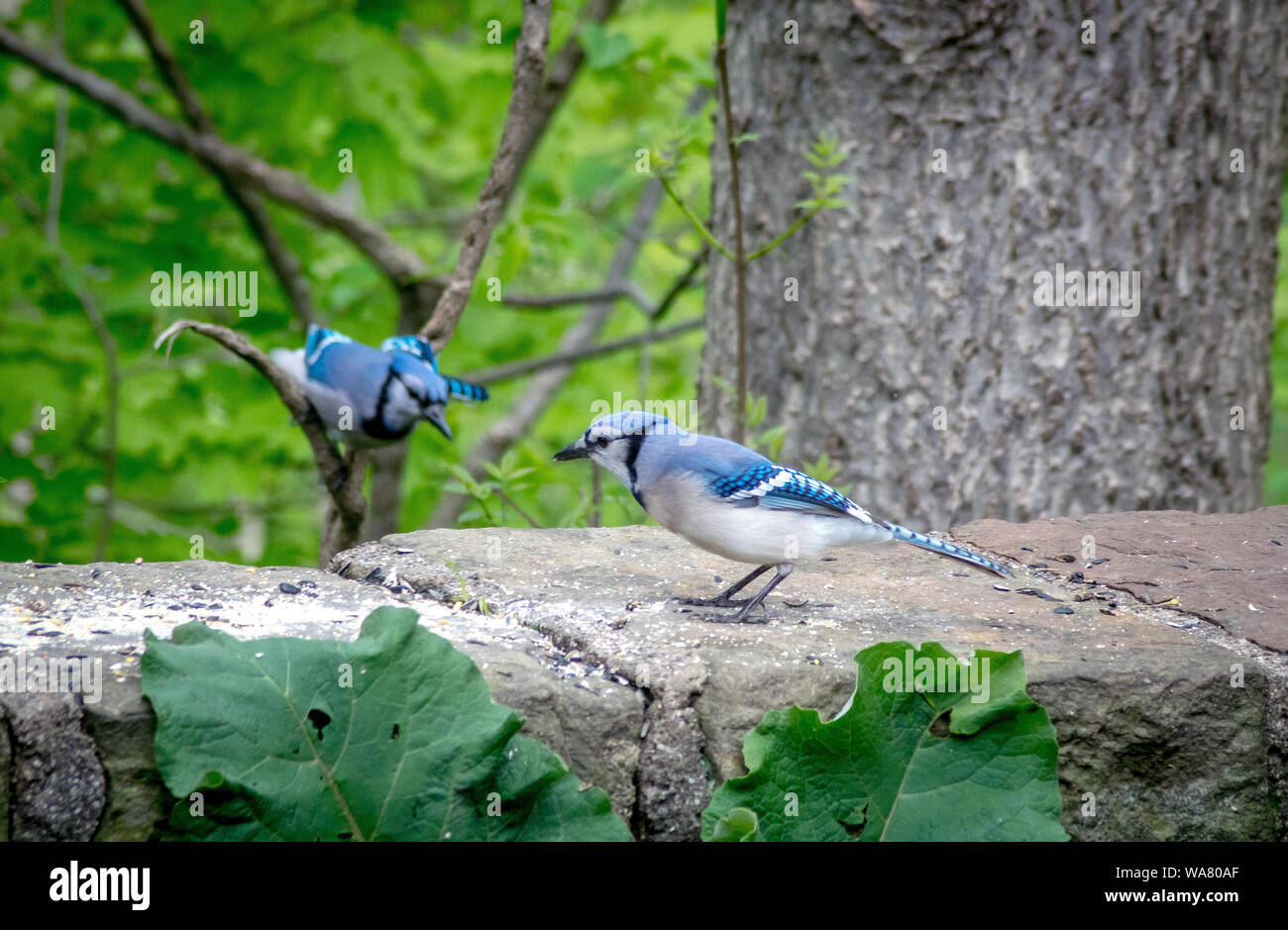 Einen Blue Jay fliegt in seinem Gehilfen, der auf eine Mauer aus Stein im Garten ist, zu erfüllen. Sowohl weibliche als auch männliche gleich aussehen, aber das Männchen ist kleiner Stockfoto