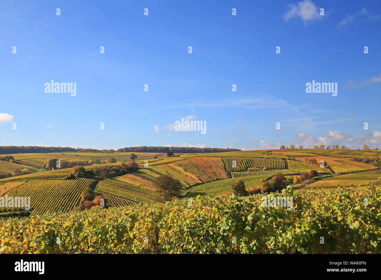 Volkach ist ein sehr bekanntes Weinanbaugebiet in Deutschland, Bayern, Franken Stockfoto