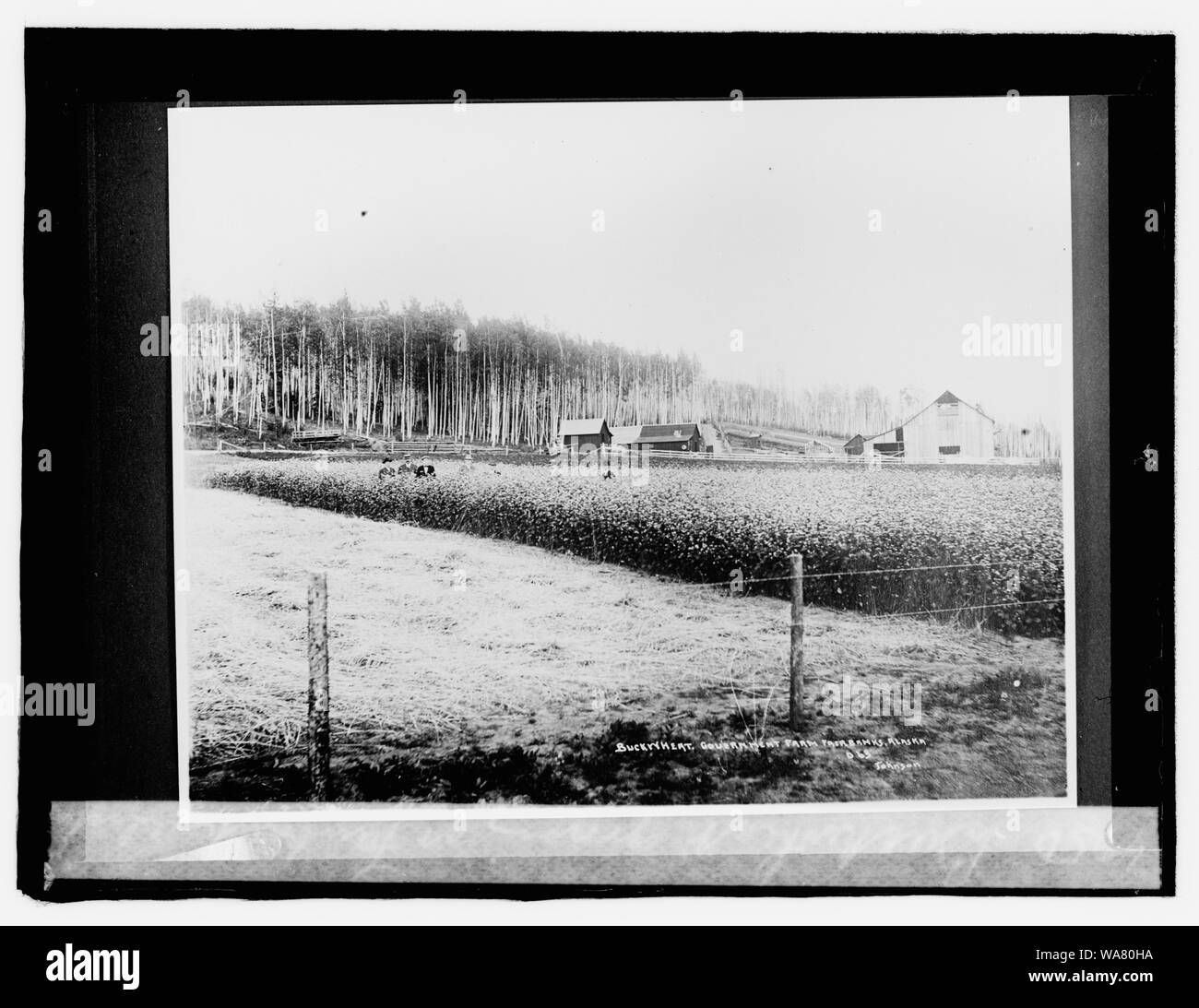 Buchweizen in Fairbanks, Alaska wachsende Stockfoto
