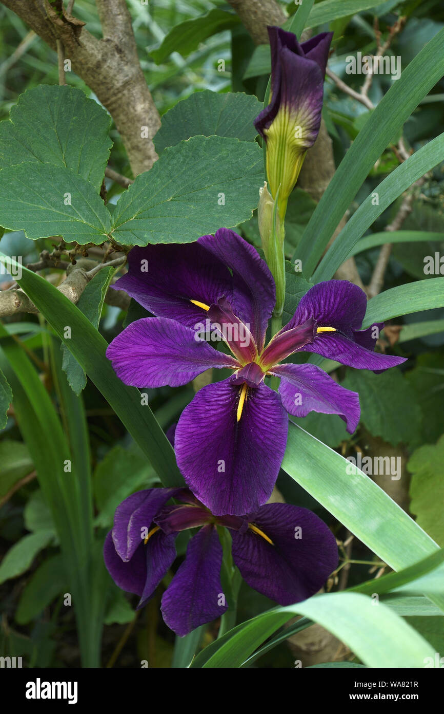 Schwarz Kampfhahn Louisiana Iris (Iris Louisiana Schwarz Kampfhahn). Stockfoto