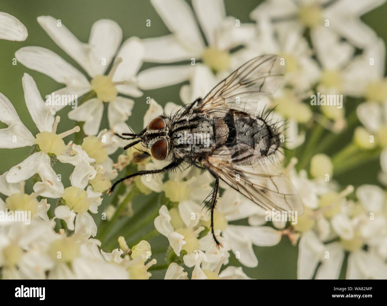 Haus Fliegen, Insekten, auf eine weiße Blume im Sonnenschein im Spätsommer Vereinigtes Königreich thront Stockfoto