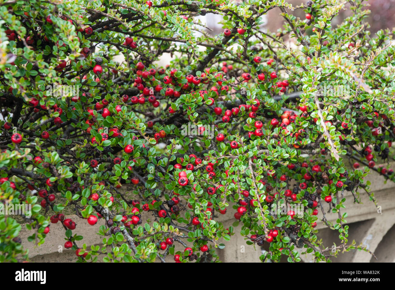 Cotoneaster horizontal ist ein sprießender Laubstrauch, der im späten Frühjahr mit roten Beeren blüht, wird für Absicherungen oder Bodenbedeckung verwendet und ist vollkommen winterhart Stockfoto