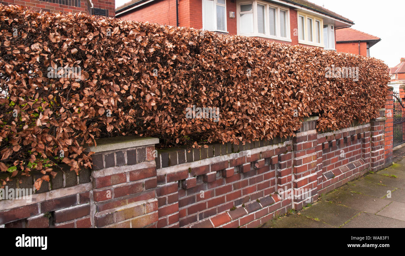 Fagus sylvatica Die kupferbraun Blätter eines gemeinsamen Buche hedge im Winter ist dieses semi-Evergreen und ist vollkommen winterhart Stockfoto