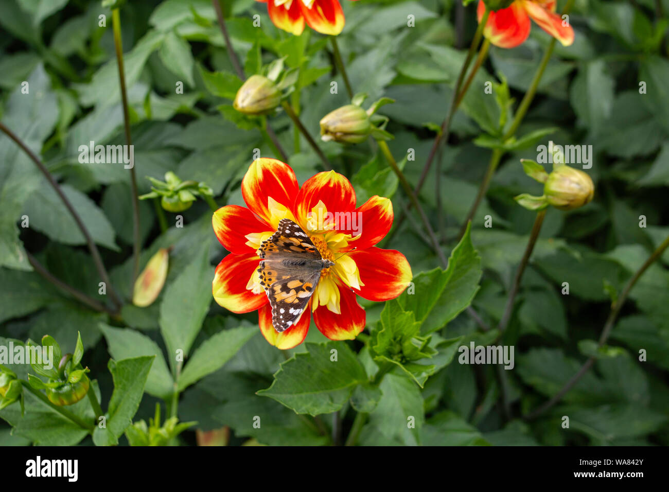 Ein Distelfalter Schmetterling Bestäubung eine Dahlie Pflanze, Dahlie Dahlinova. Stockfoto