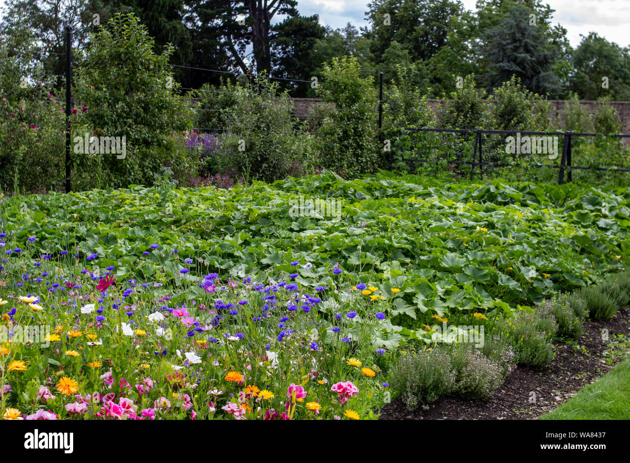 Ein Gemüse Zuteilung von wilden Blumen und Kräuter umgeben. Stockfoto