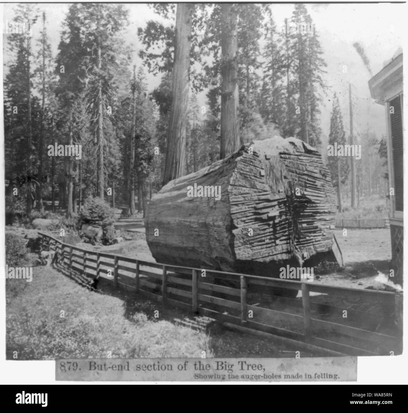 Aber - Ende der Big Tree, zeigt die Schnecke - Löcher in Felling gemacht Stockfoto