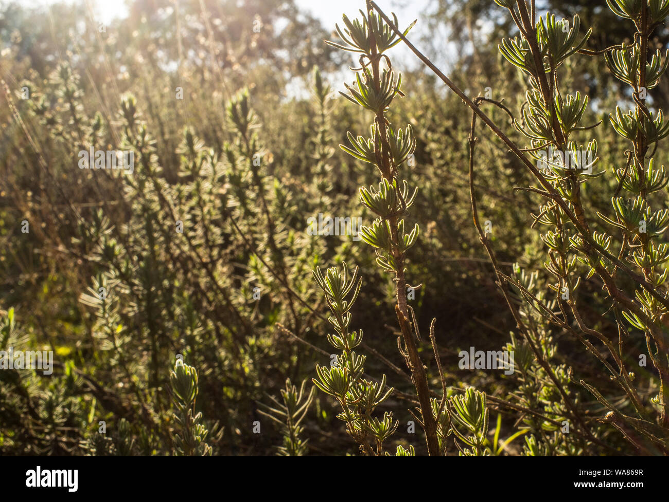Hintergrundbeleuchtung der Lavendel Pflanze bei Sonnenuntergang auf Winter. Aromatische Stauden in Extremadura dehesa Wälder reichlich Stockfoto