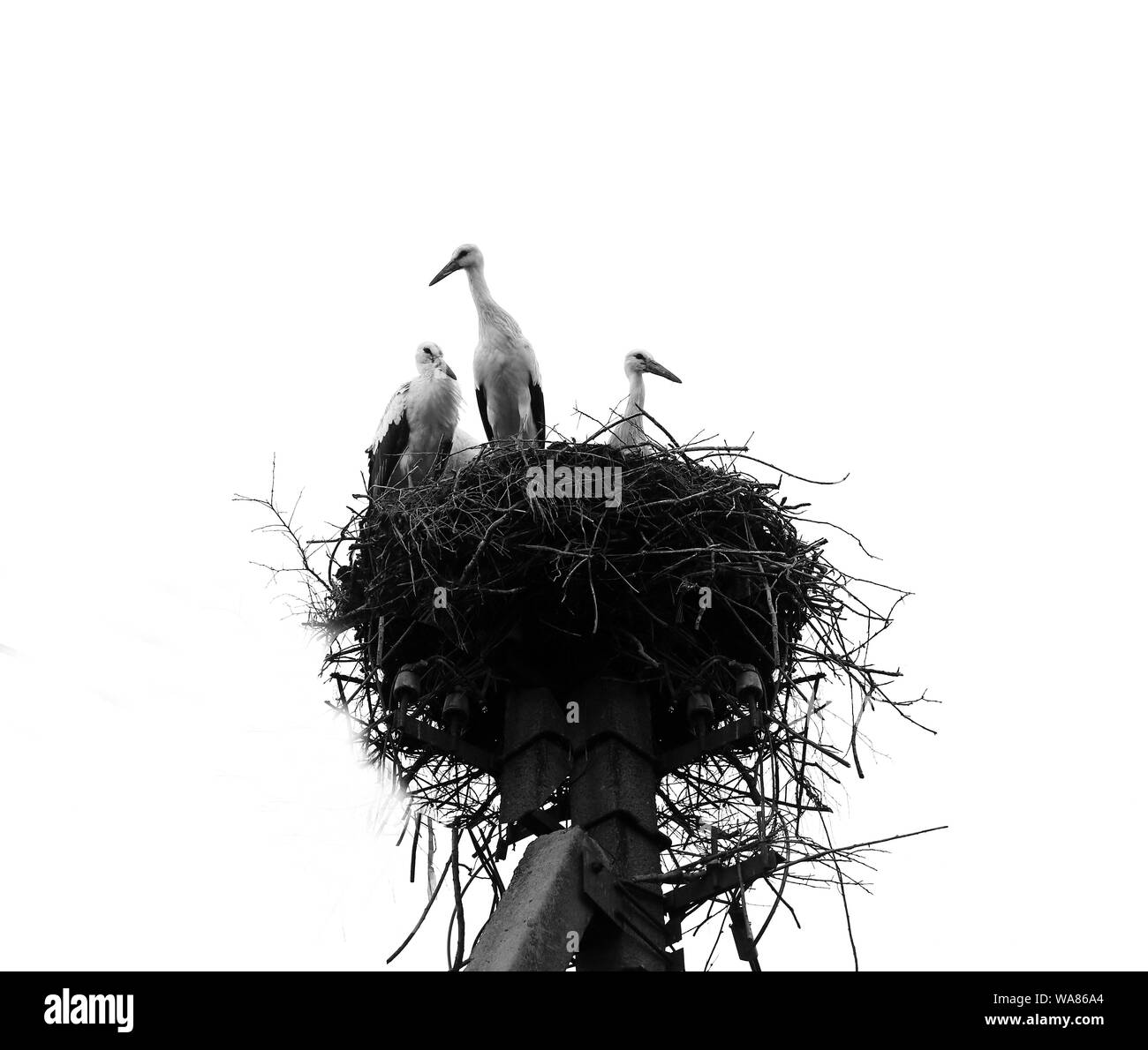 Close-up ein Storch Vogel Nest auf einem elektrischen Pol Stockfoto