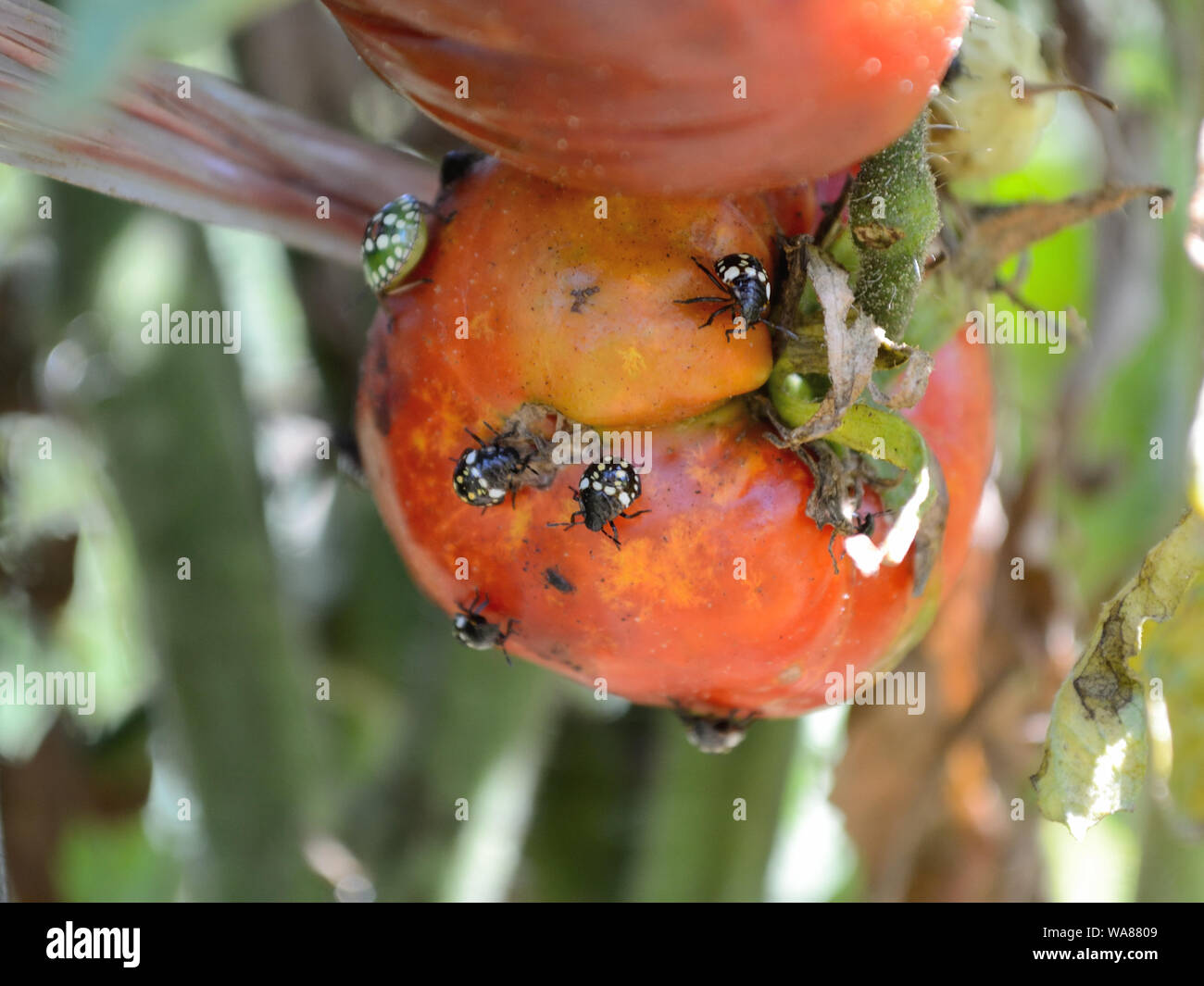 Südliche grüne Schild, stinken Bug auf eine Tomate Stockfoto