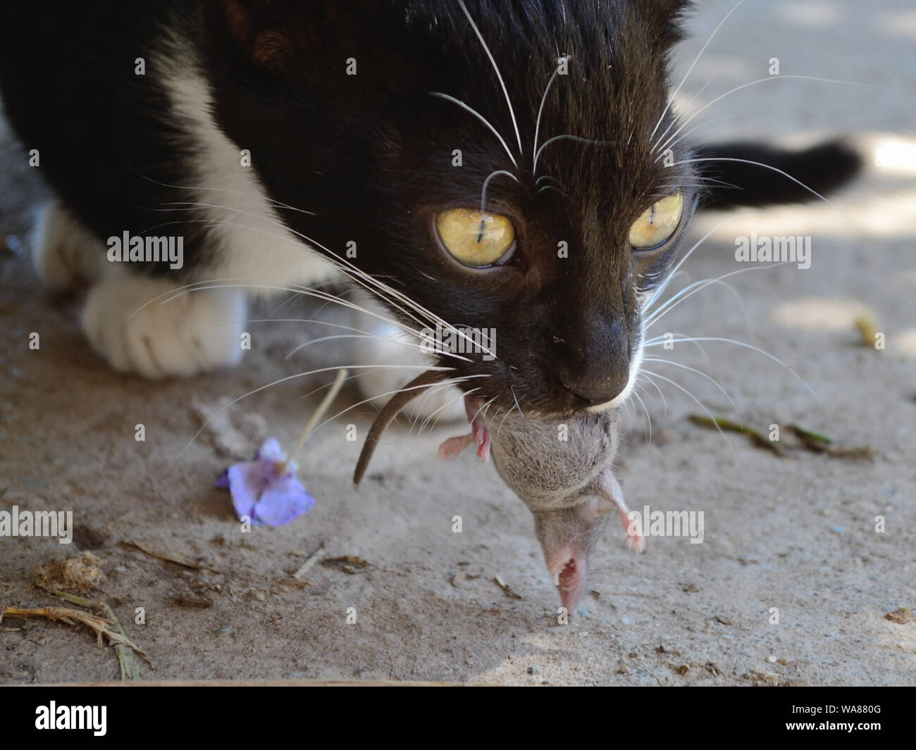 Kätzchen, junge Katze jagt und fängt Maus. Tierfutterkette, Felis catus Stockfoto