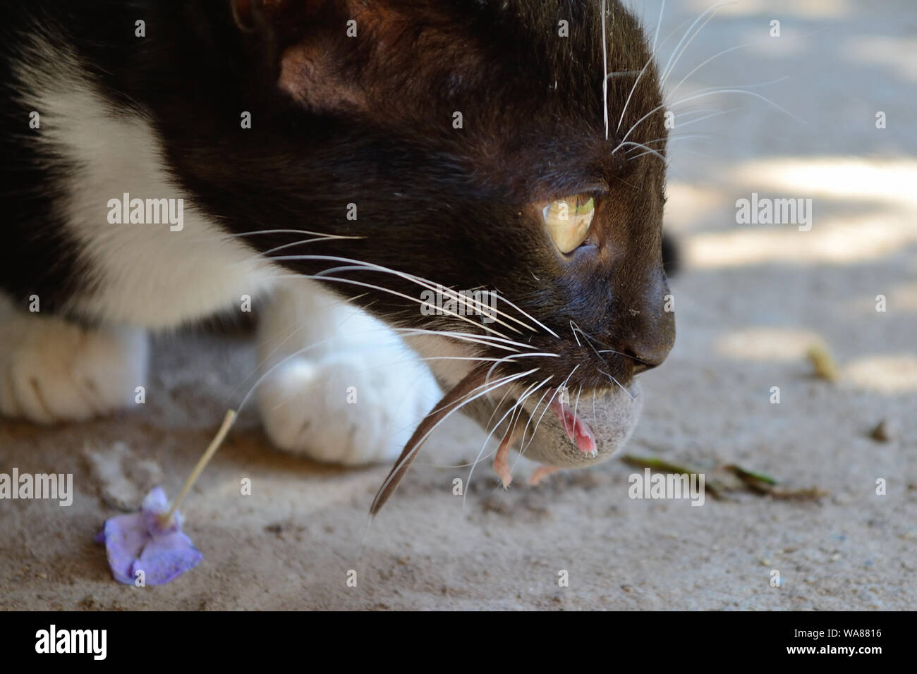 Kätzchen, junge Katze jagt und fängt Maus. Tierfutterkette, Felis catus Stockfoto