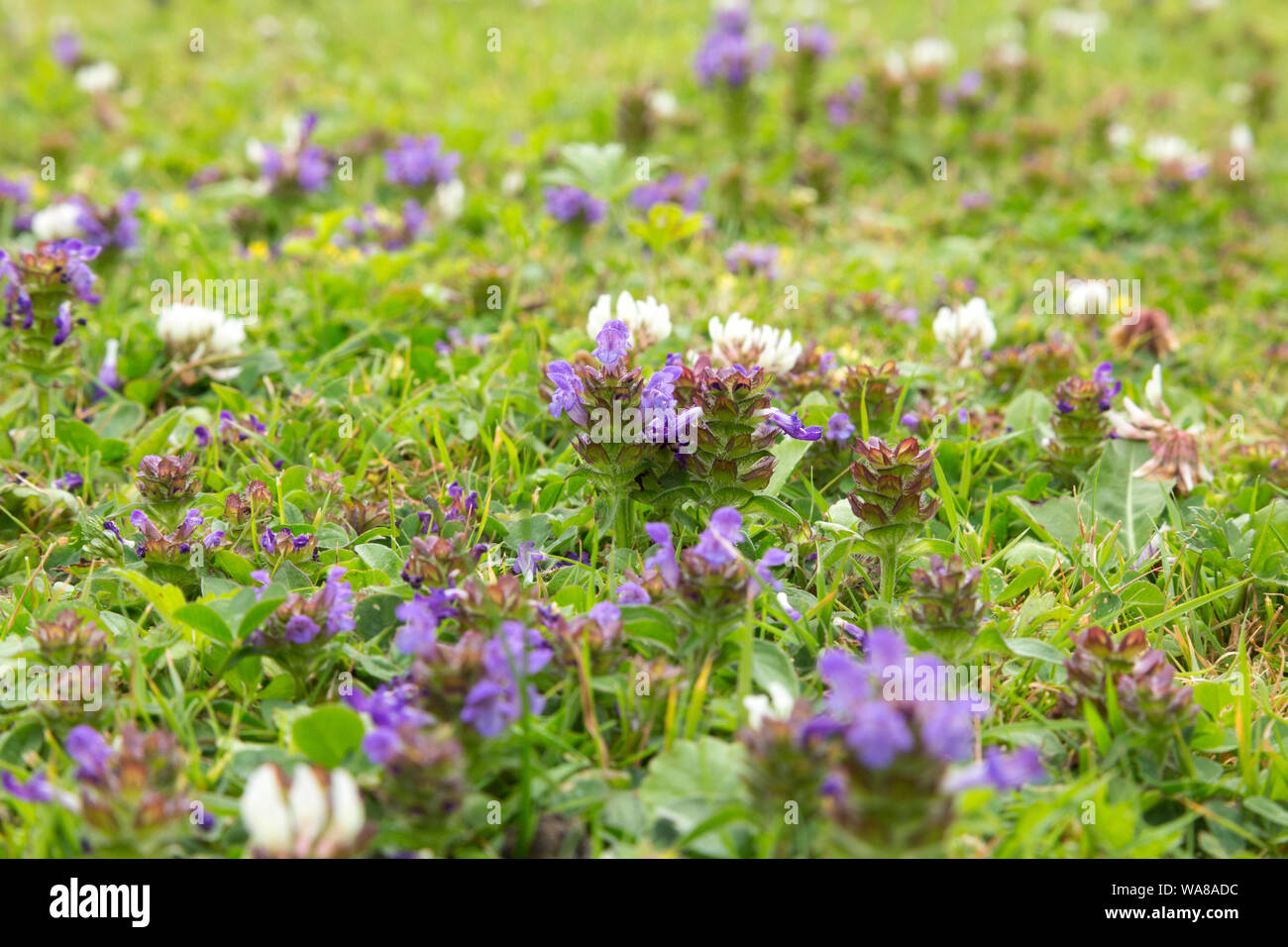 Rasen mit klee Fotos und Bildmaterial in hoher Auflösung Alamy