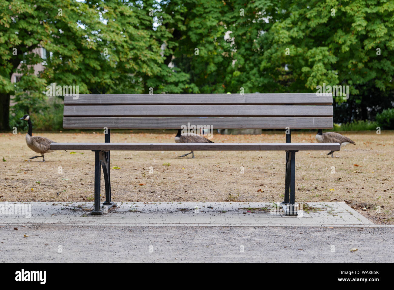 Blick auf Holz- leeren Bank ohne Menschen und den Hintergrund von Gänsen und Green Bush im Park. Stockfoto