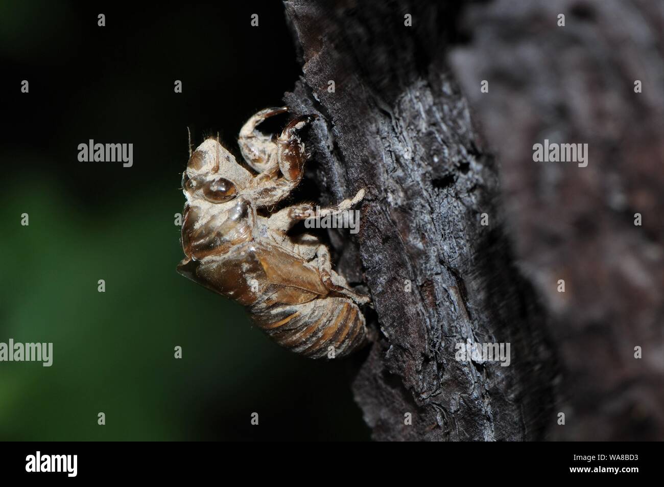Zikade Shell auf einem Baum. Stockfoto