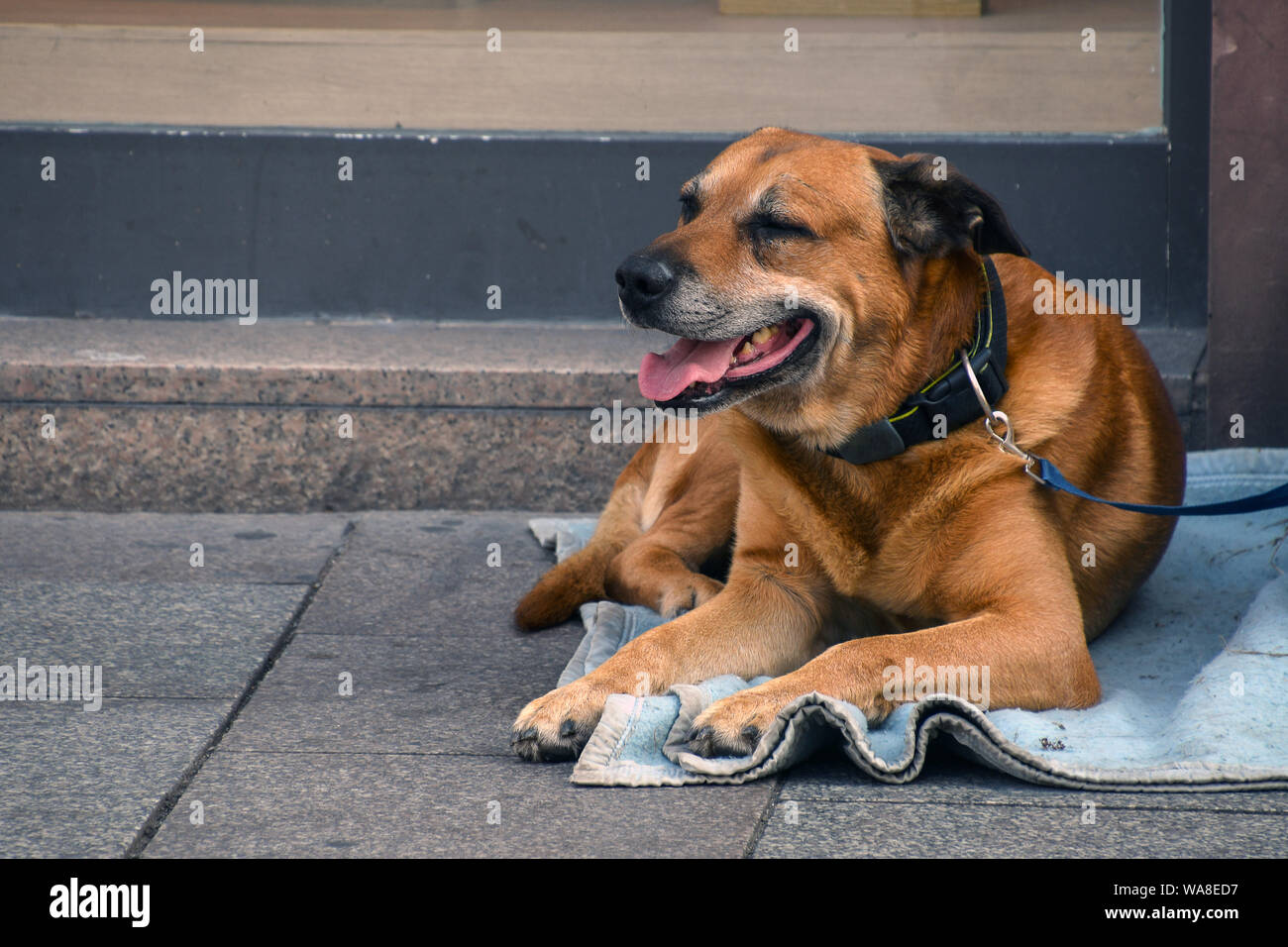 Braun Hound Dog Verlegung auf blaue Decke auf deutschen Stadt Bürgersteig Stockfoto